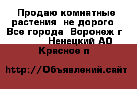 Продаю комнатные растения  не дорого - Все города, Воронеж г.  »    . Ненецкий АО,Красное п.